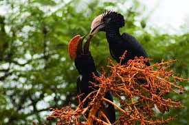 Bird Watching Safari in Kakamega Forest